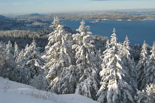 Snow covered fir trees and the harbour below, Salt Spring Island